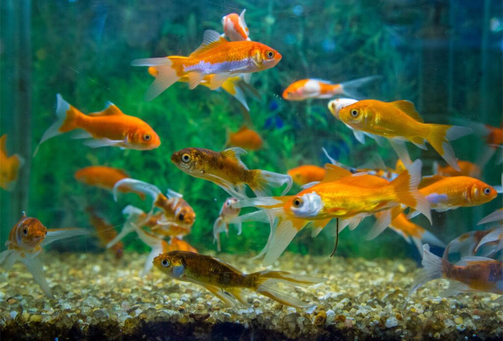 Fish Tank Rental